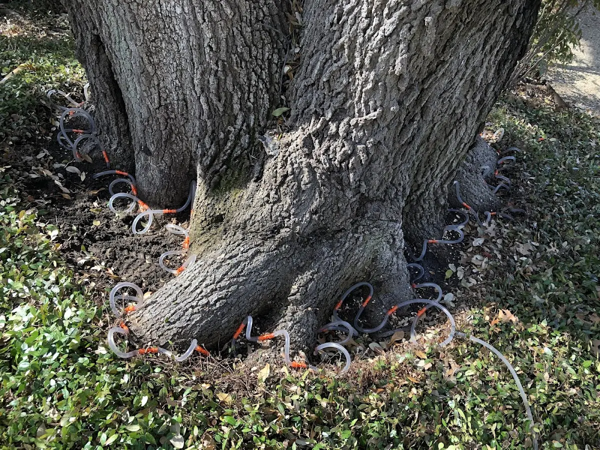 Detailed Tree Cabling and Bracing job site in La Farge