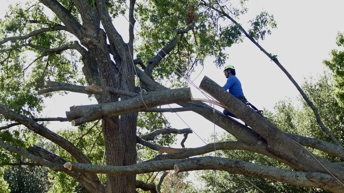 Professional Crown Thinning performed by certified arborists in La Farge