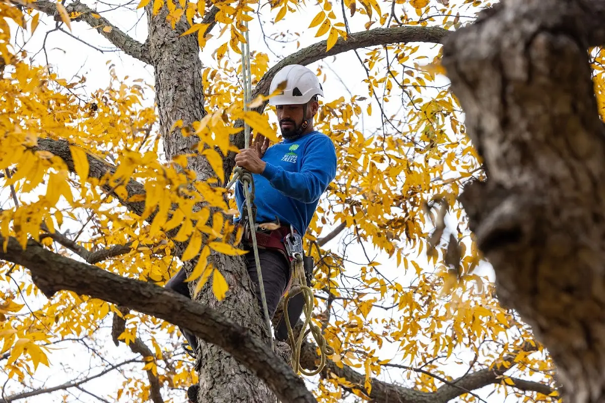 Skilled Tree Planing crew working in La Farge